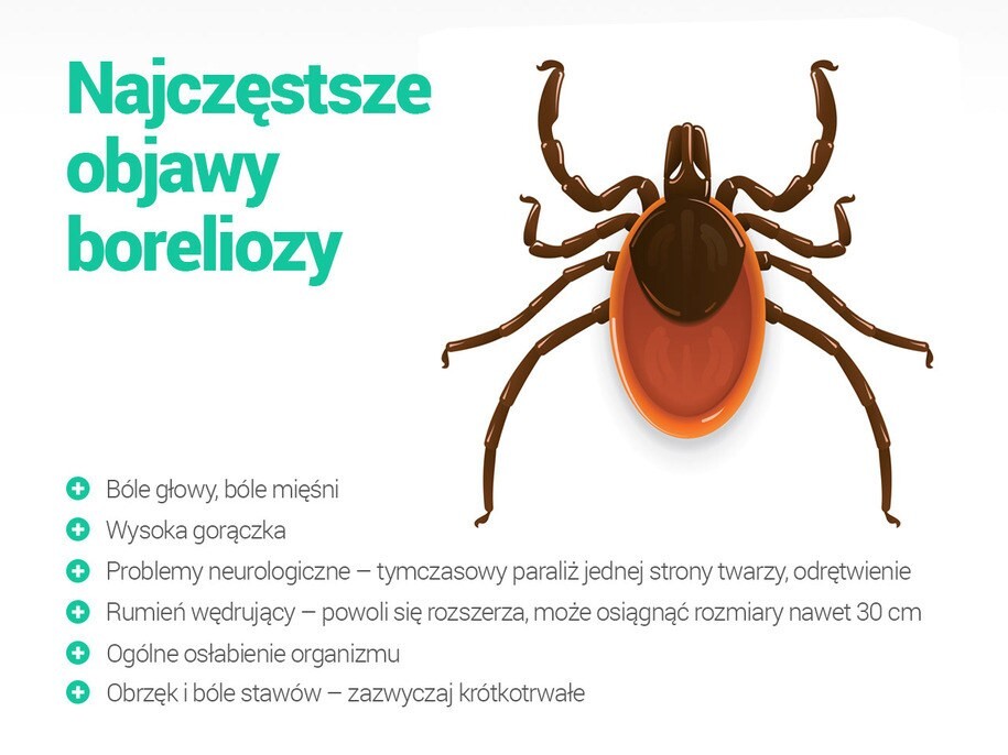 miniaturka kleszcza z opiesem najczęstszych objawów boreliozy